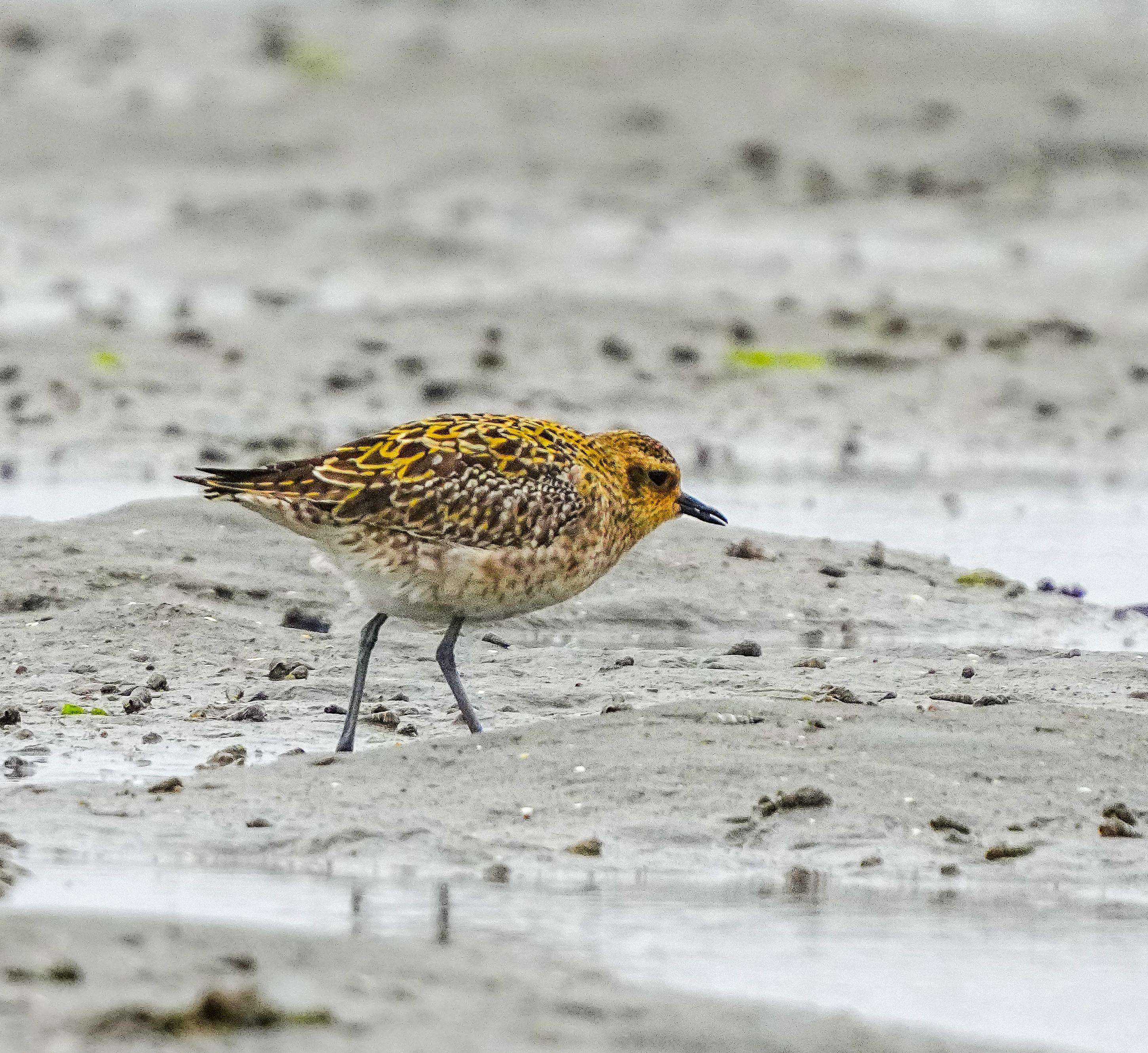 海南观鸟随记5霸王岭儋州湾勺嘴鹬领角鸮仓鸮