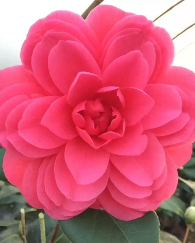 大海伦茶花是复色吗,大海伦山茶花品种介绍