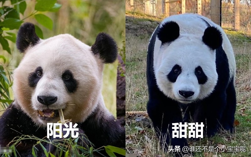 目前在国外的大熊猫有几只,大熊猫国外租借了多少只