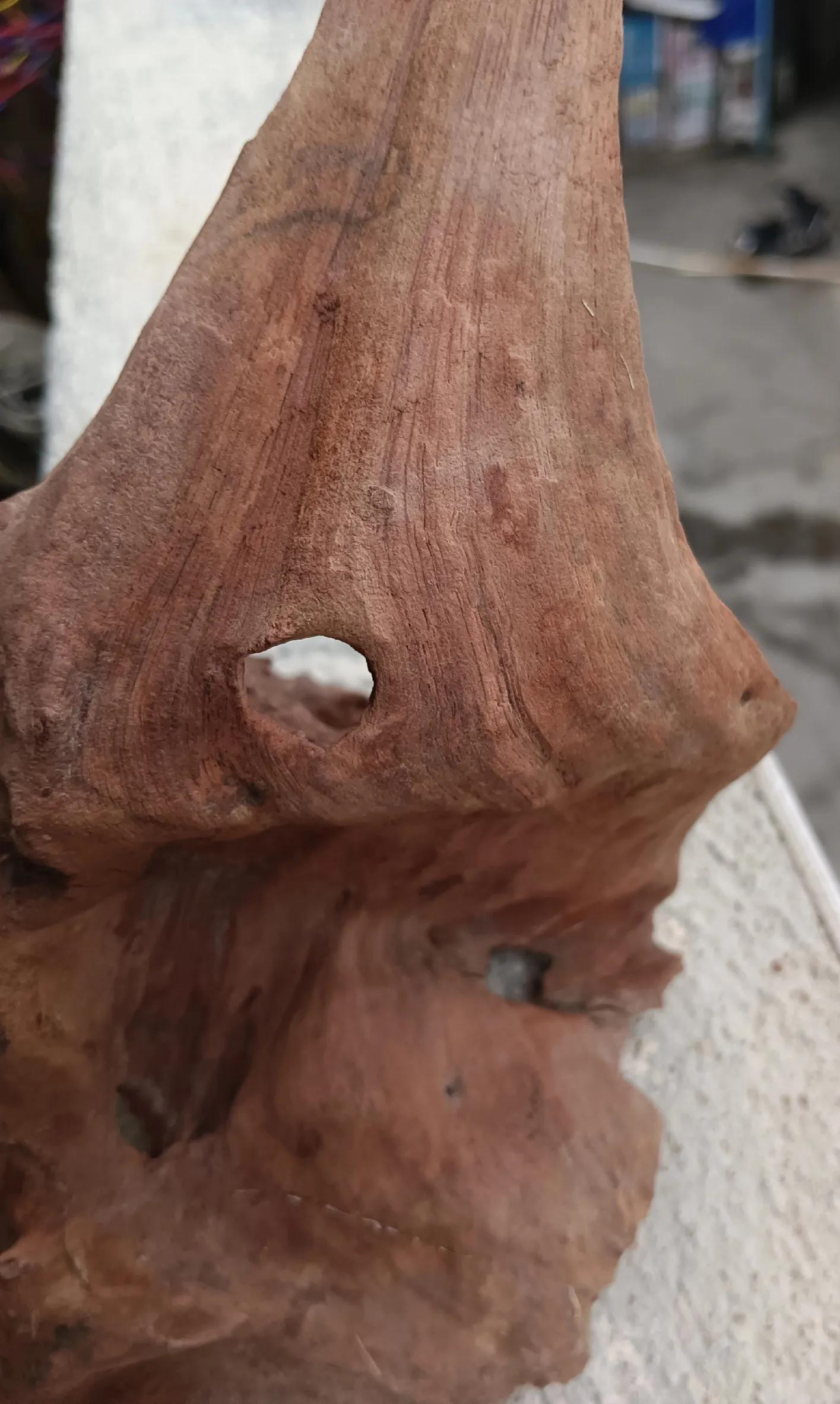 七十年代，制药厂为什么把越黄引种为海黄？