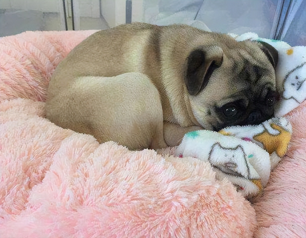 巴哥犬的7大优点,细数巴哥犬的五大缺点