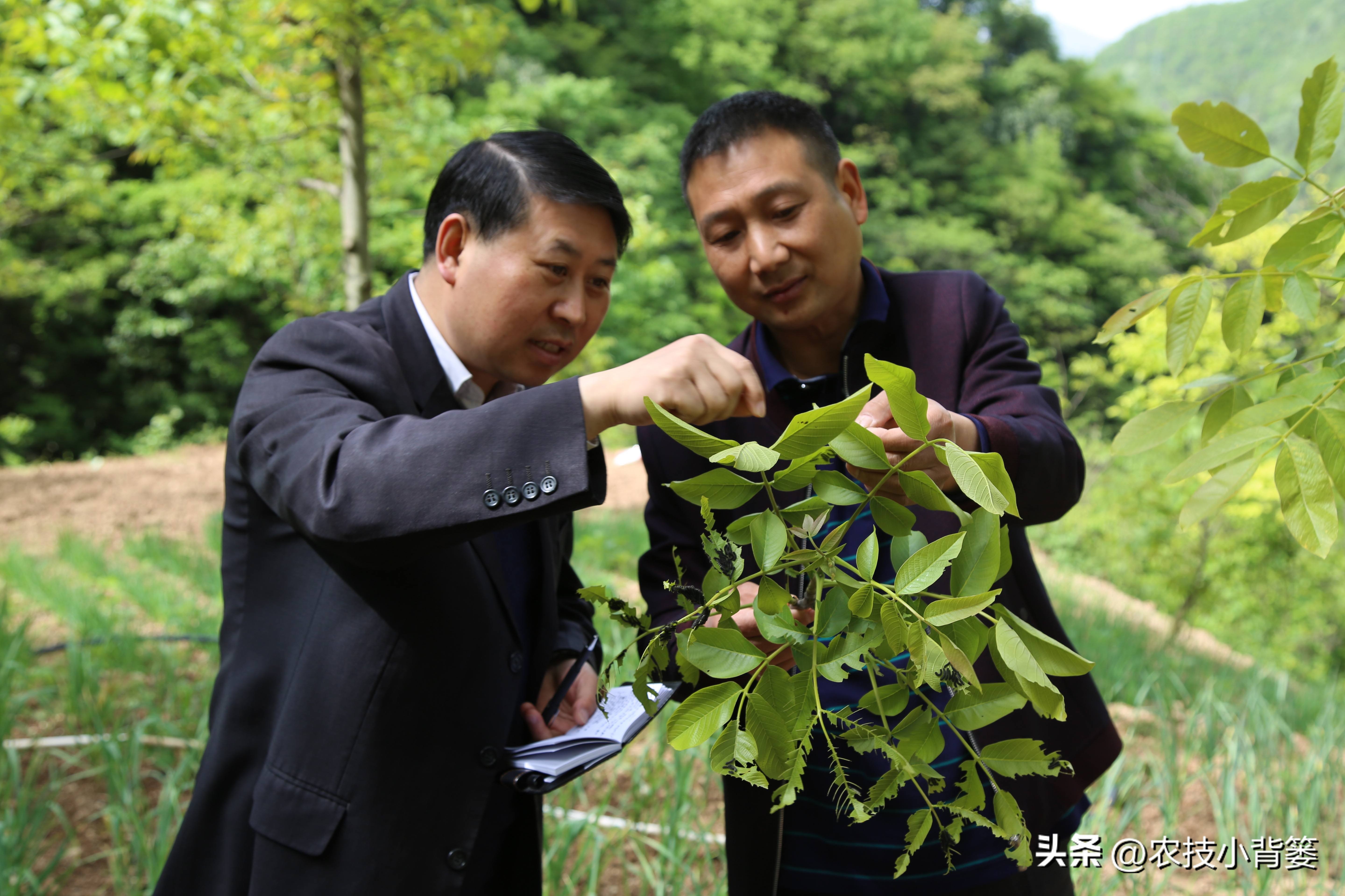 农作物缺钙补充什么肥料,为什么钙肥补了问题还是很多