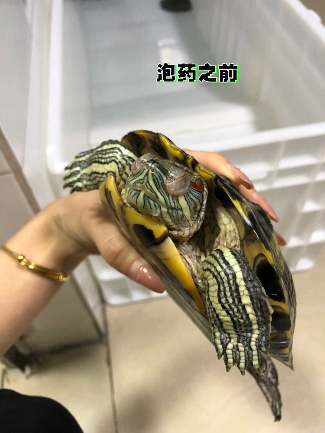 养龟必备的十大药,养龟知识100条解决养龟常见问题