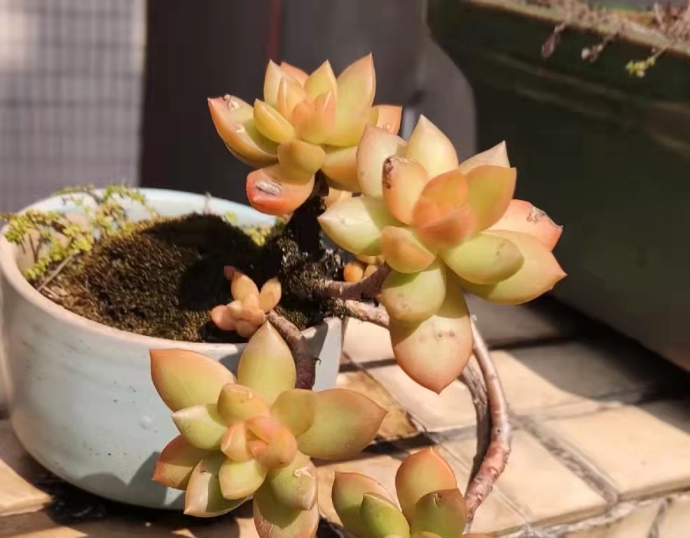 便宜又好养的5种多肉,皮实好养容易出状态的多肉有哪些