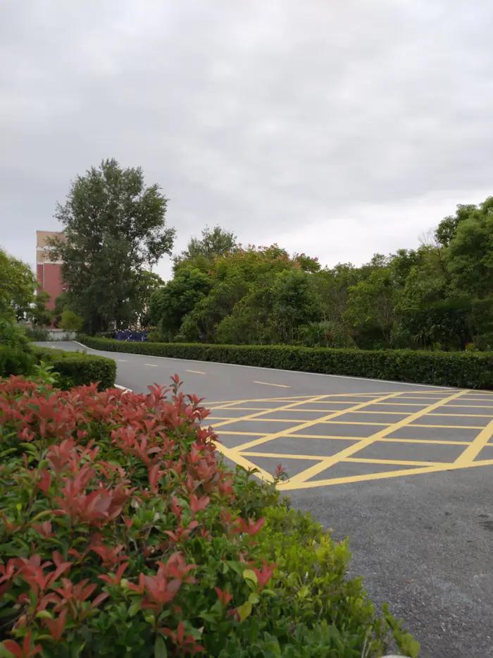 红叶石楠树篱怎么养护,红叶石楠树篱