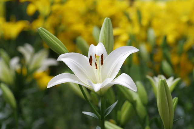 情人节送花的寓意和意义,情人节花语经典短句