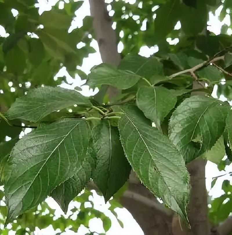 植物识别小口诀，总结的太全了！