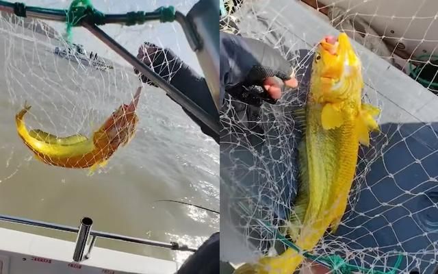 6000元两条野生大黄鱼,游客钓上野生大黄鱼市场价过万