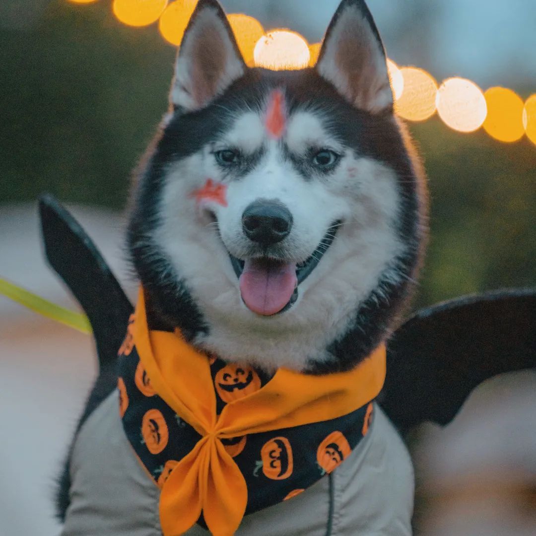 萌宠万圣狂欢夜,萌宠露营云龙区