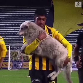 狗冲进足球场挡住一粒进球,小狗进足球场扑球