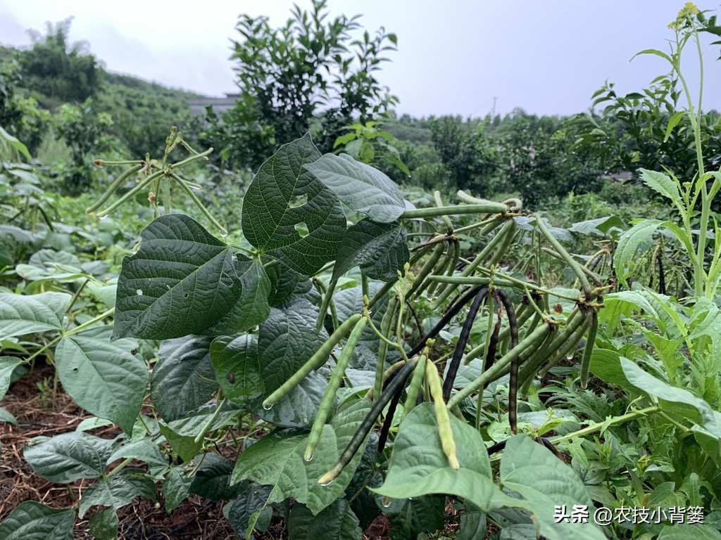 绿豆种植方法及种植时间,绿豆怎么种植和生长过程