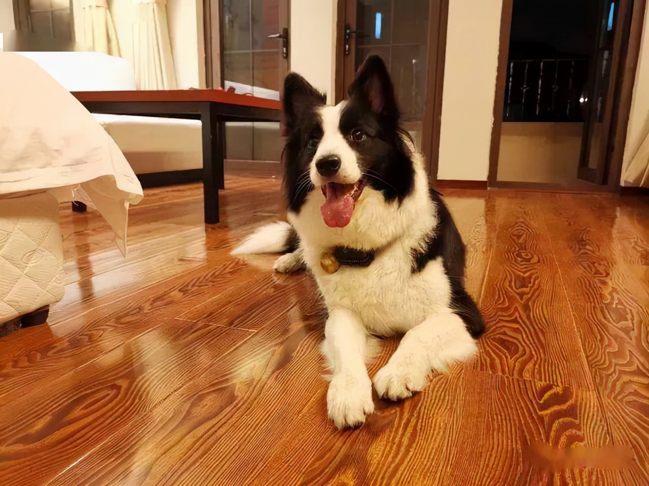 什么狗狗最懂人性,懂人性的狗狗