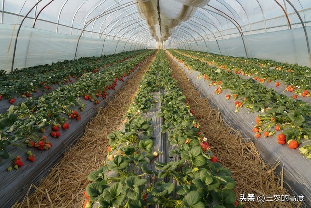 温棚草莓遇雪天该怎么办？不同雪天应细分管理，少走弯路促生产
