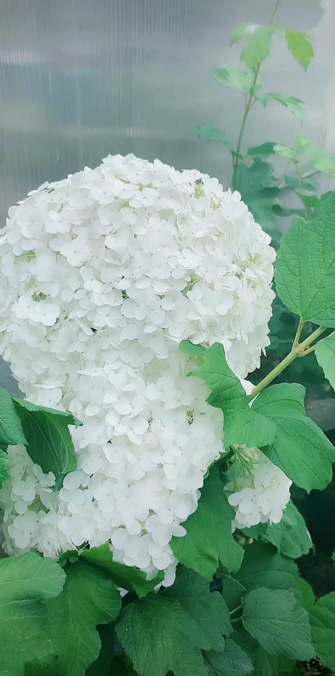 善者翻唱,善者整首歌词