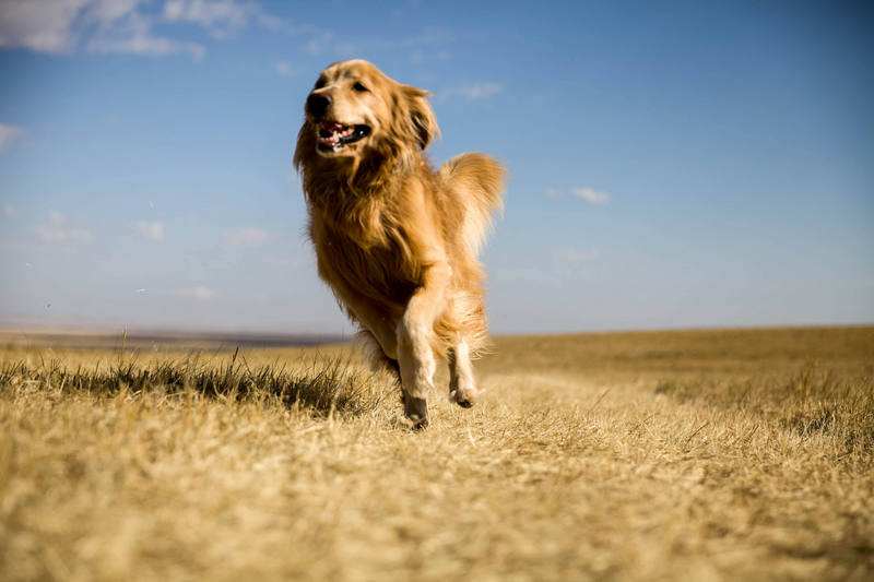狗狗前列腺肿大保守治疗如何用药,狗狗前列腺肿大怎么治
