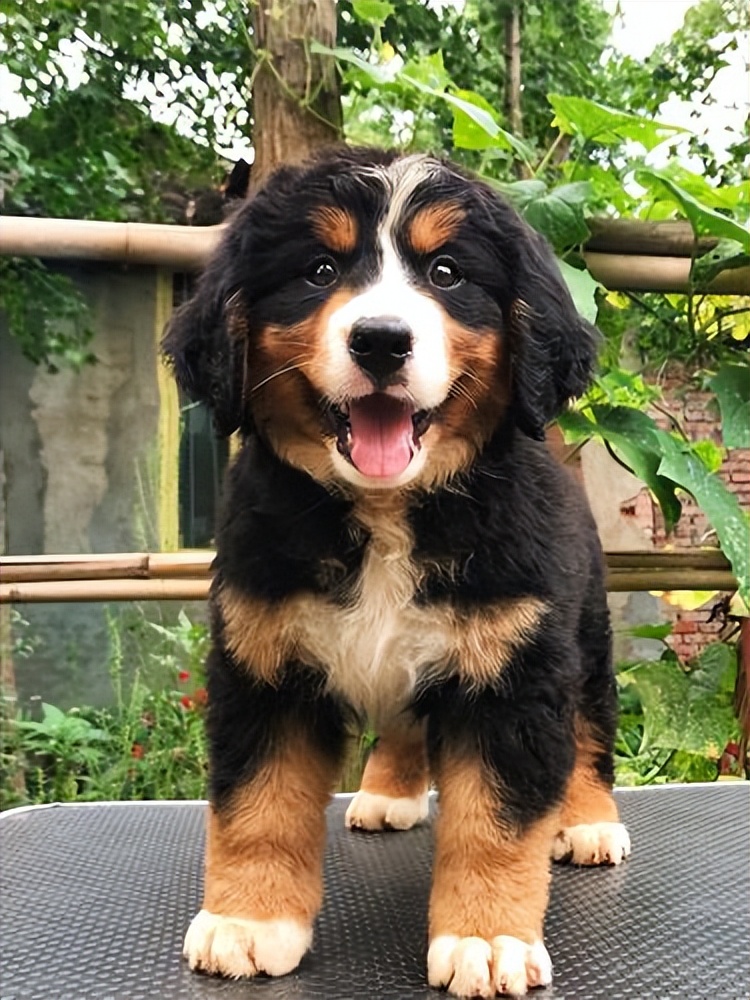 什么狗最好养又没体臭,哪种狗不臭聪明听话又好养