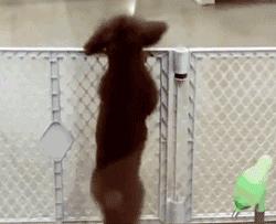 泰迪最想告诉你的几件事,泰迪知道什么秘密