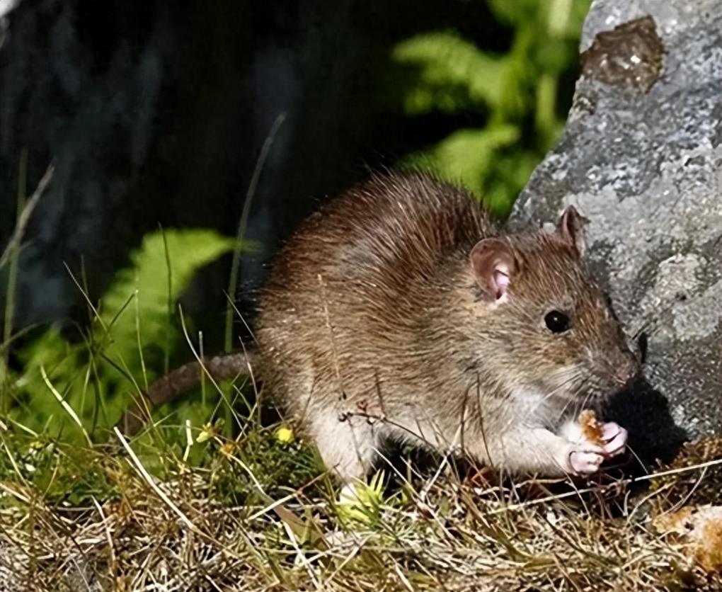 蛇岛生态链惊现老鼠吃蛇,2万条蛇成口粮引关注