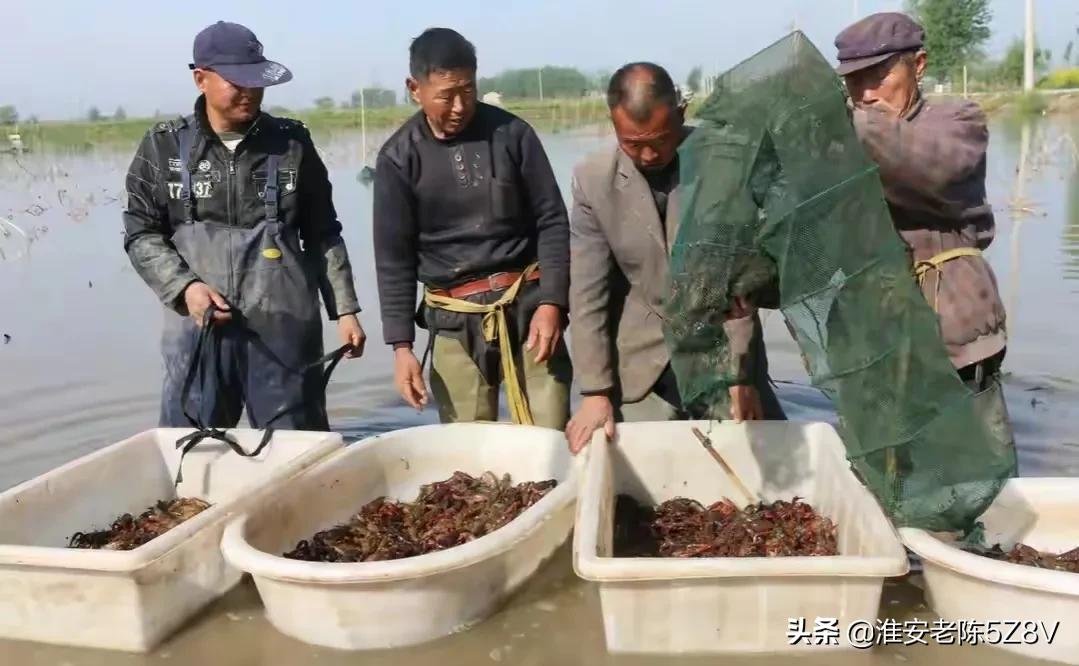 养殖小龙虾的误区你中招了吗,养殖小龙虾的基本知识