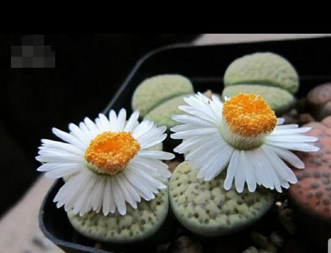 多肉植物石头开花,多肉石头花秋季