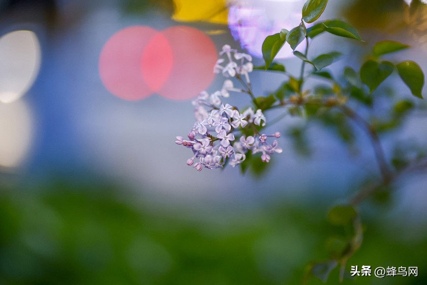 佳能eosr5镜头24-70,佳能r5和r6照相评测