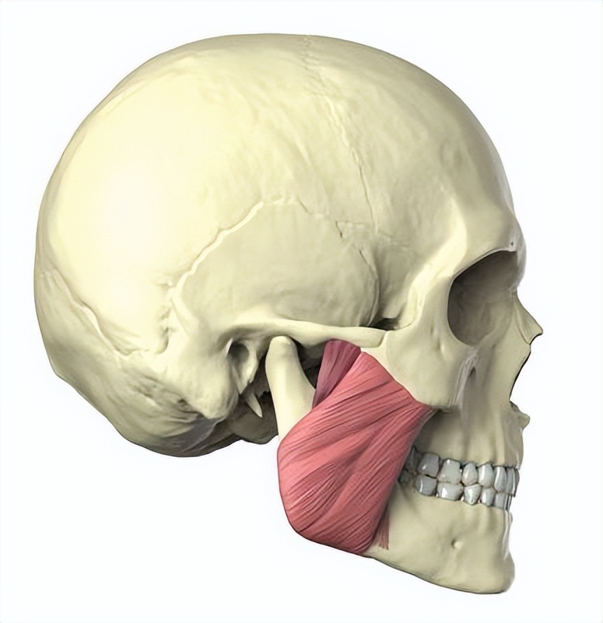 舌头是最强韧有力的肌肉，为什么人类不进化出用舌头打架？