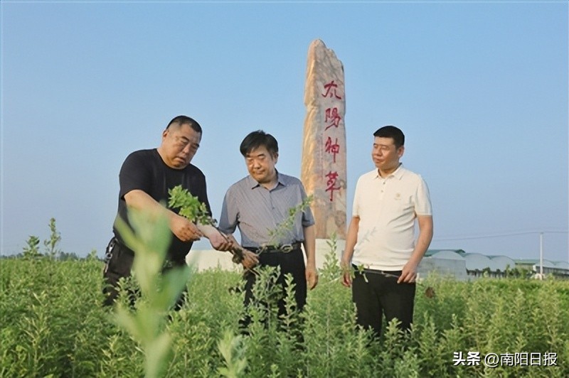 南阳绿莹艾草源头厂家,南阳绿莹艾草制品厂