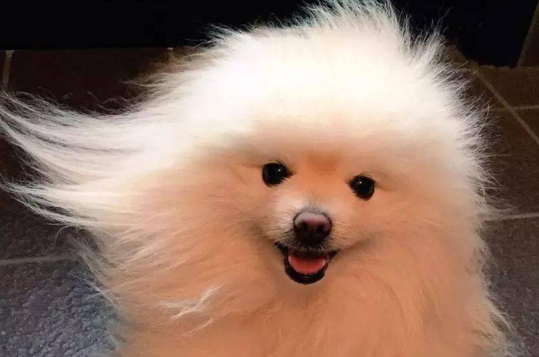 博美拉稀有虫子是怎么回事,博美拉稀带血怎么办