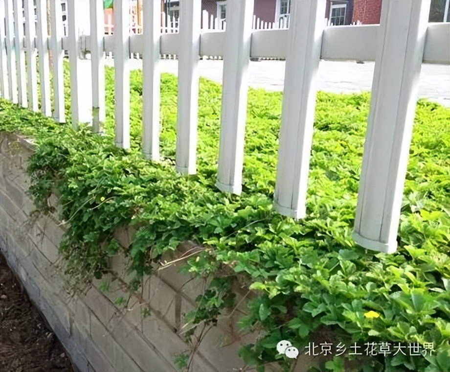 缁挎櫘鏂瑰渾鑺卞崏绉戞妧鏈夐檺鍏徃,缁挎櫘鏂瑰渾