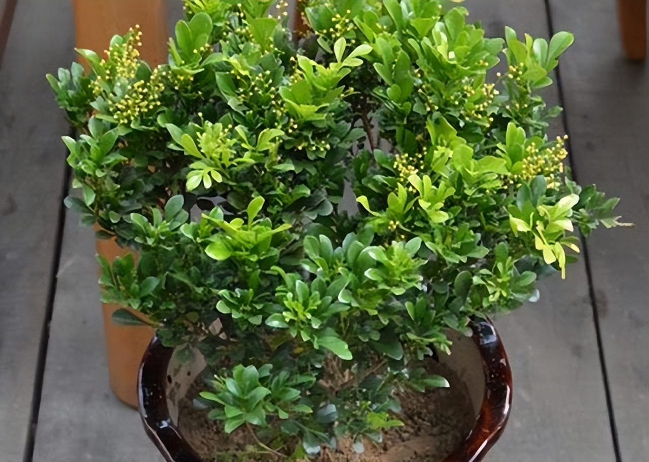 盆栽米兰花养殖方法,盆栽米兰花的养殖方法