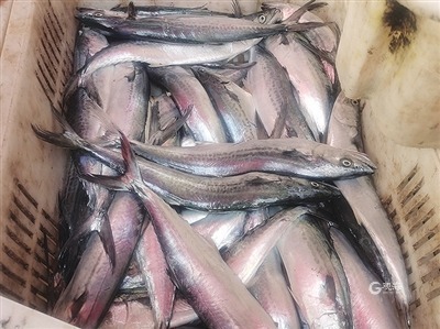 青岛开海什么海鲜最好,青岛开海了新鲜肥美的海鲜已上市