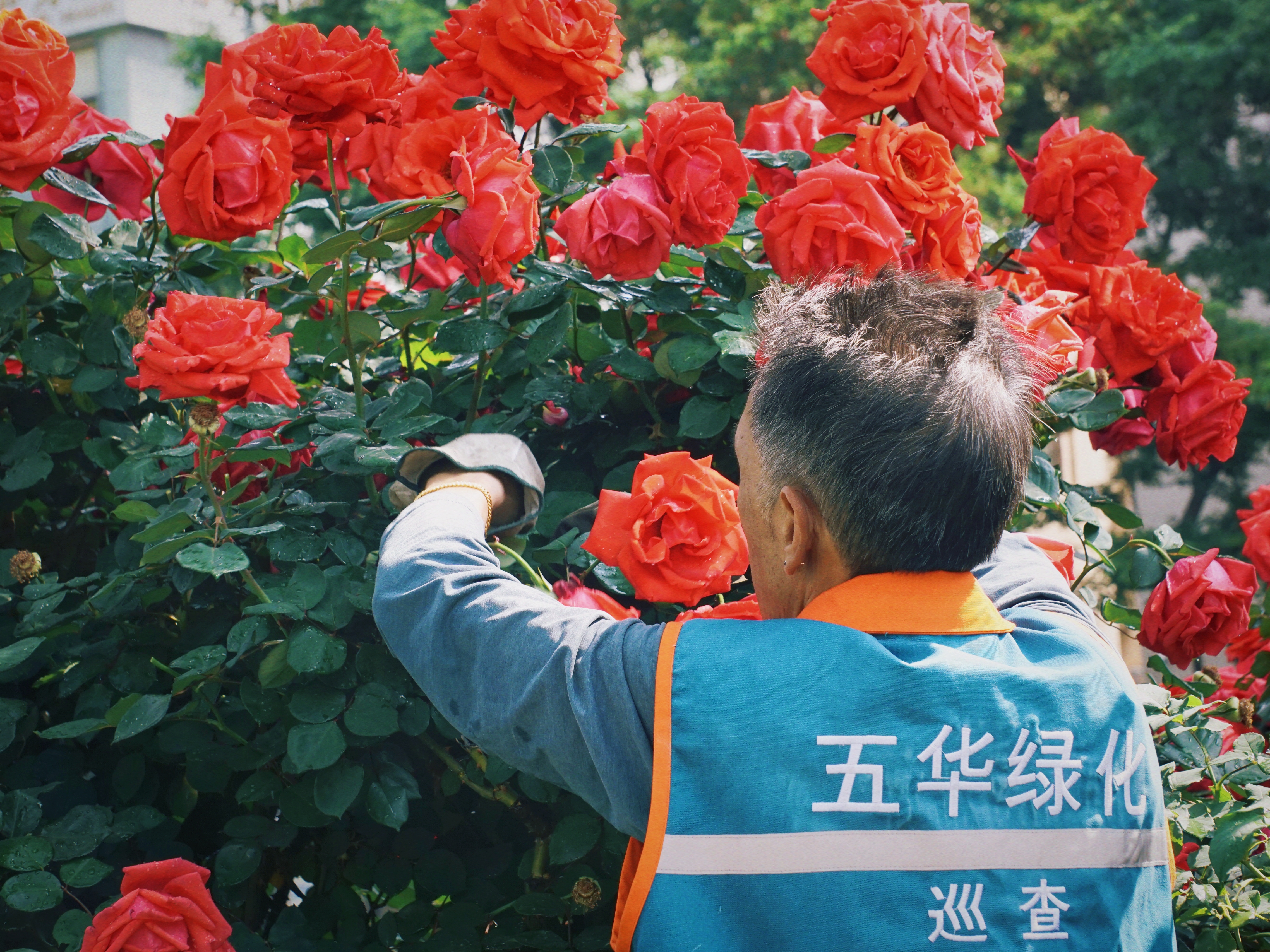 昆明绿化带开满鲜花,昆明的顶级绿化带