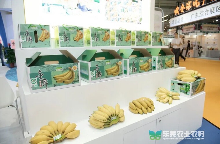 东莞麻涌香蕉展销,东莞厚街食博会