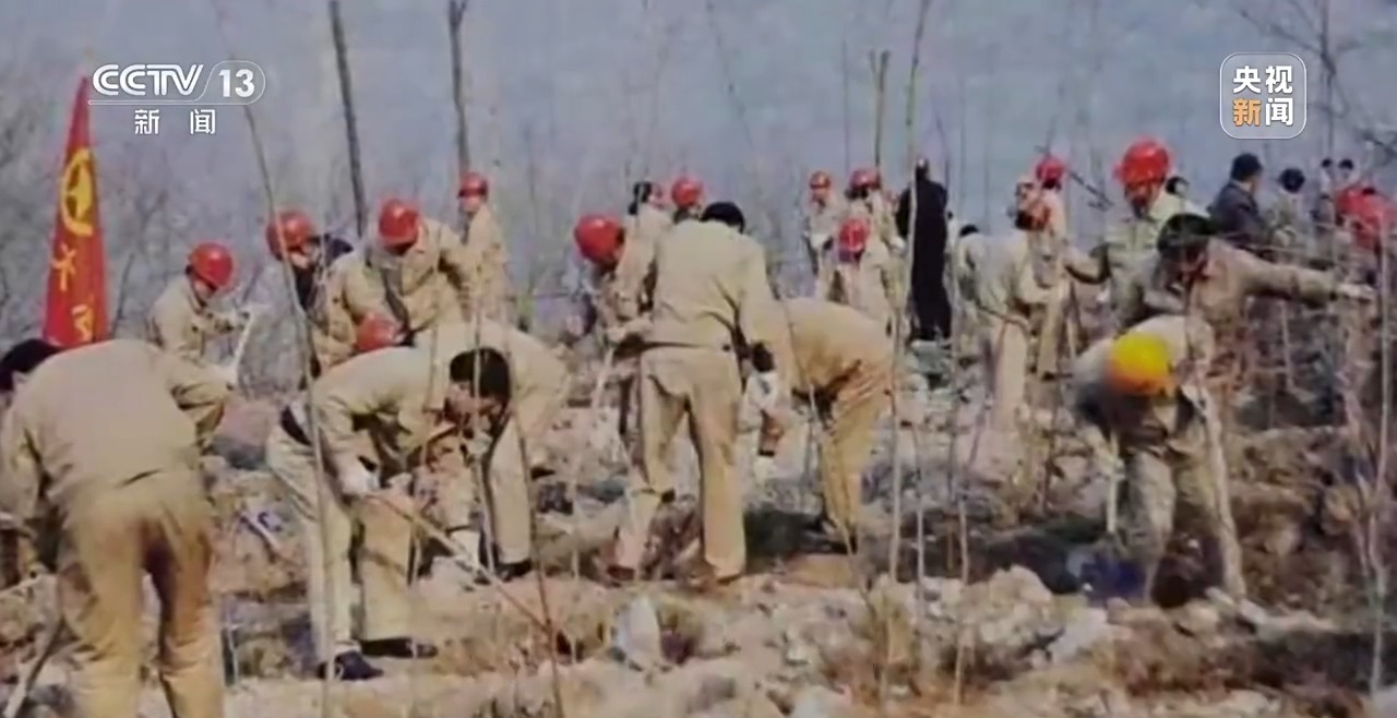 石缝种植植物,石缝种树