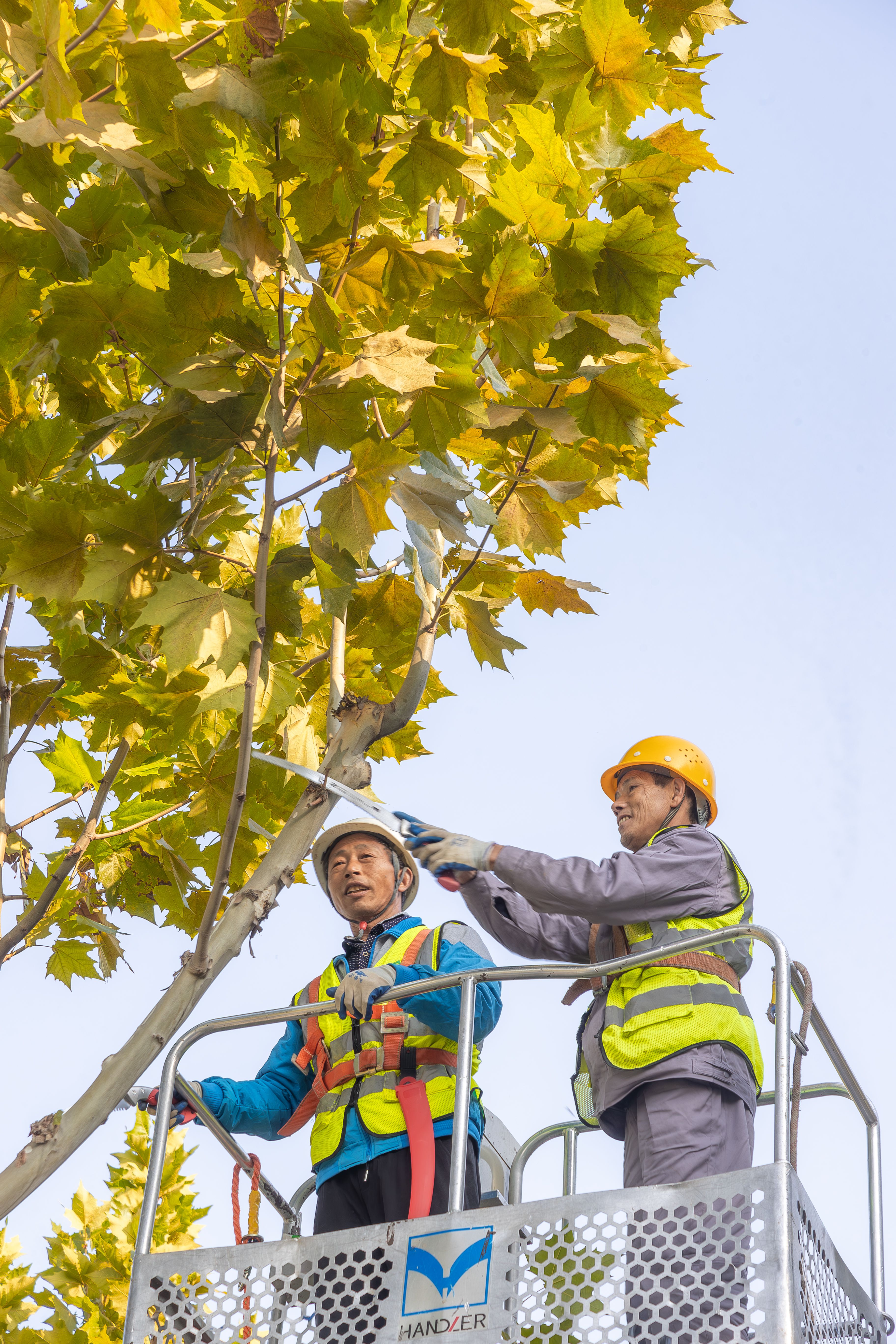 东西湖的园林“Tony”剪出好“心”情