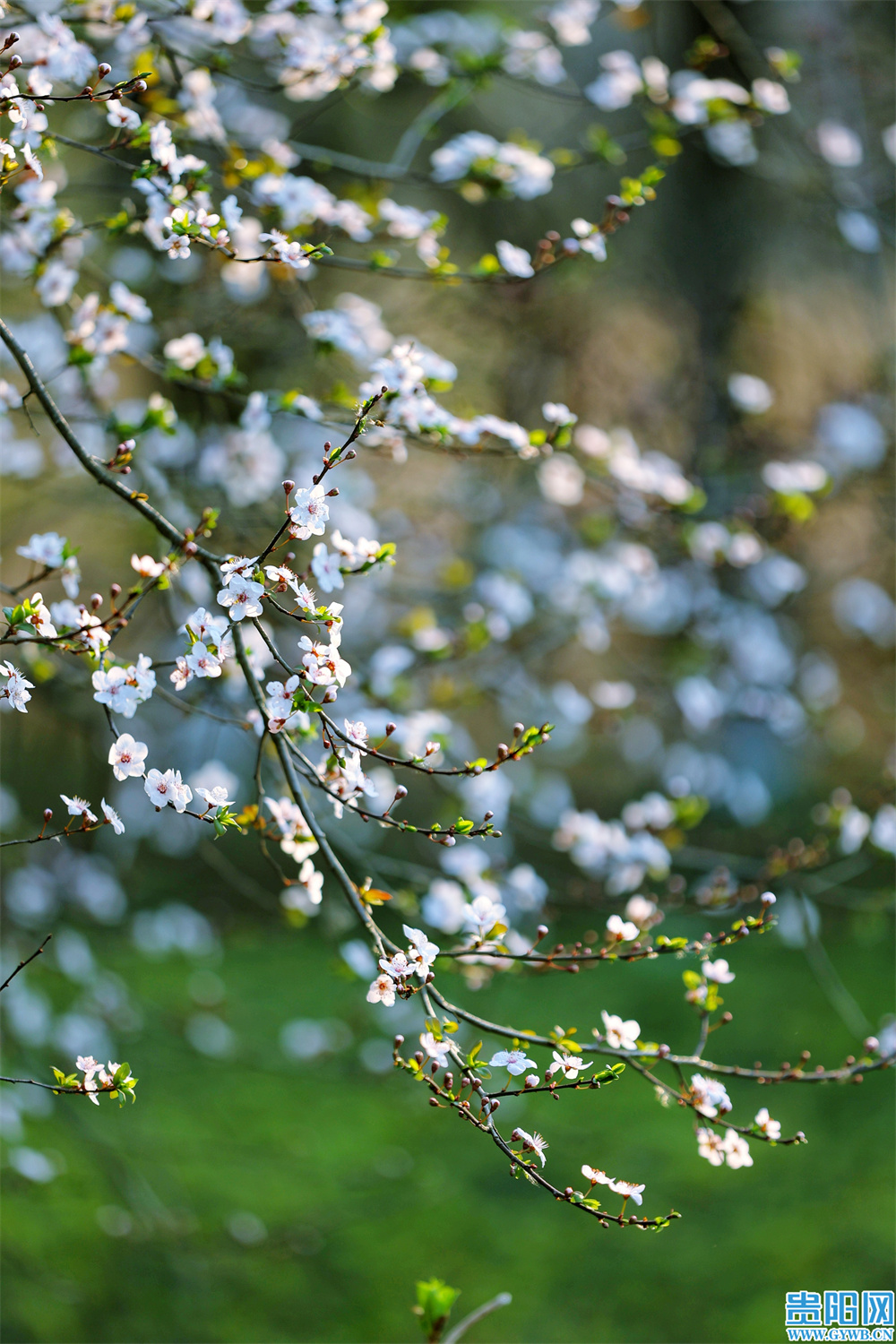 繁花盛开，属于贵阳的初春壁纸来啦