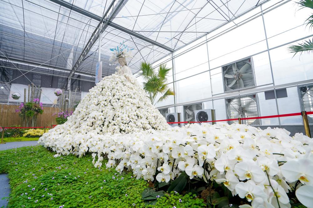 蝴蝶兰新品种交易会,2024广州蝴蝶兰新品种展览会大吗