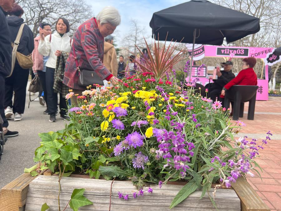 人文青岛特别策划|人间四月天，芳菲山海间——春花漫天遍野，追溯青岛花海背后的人文气息和吸引力法则