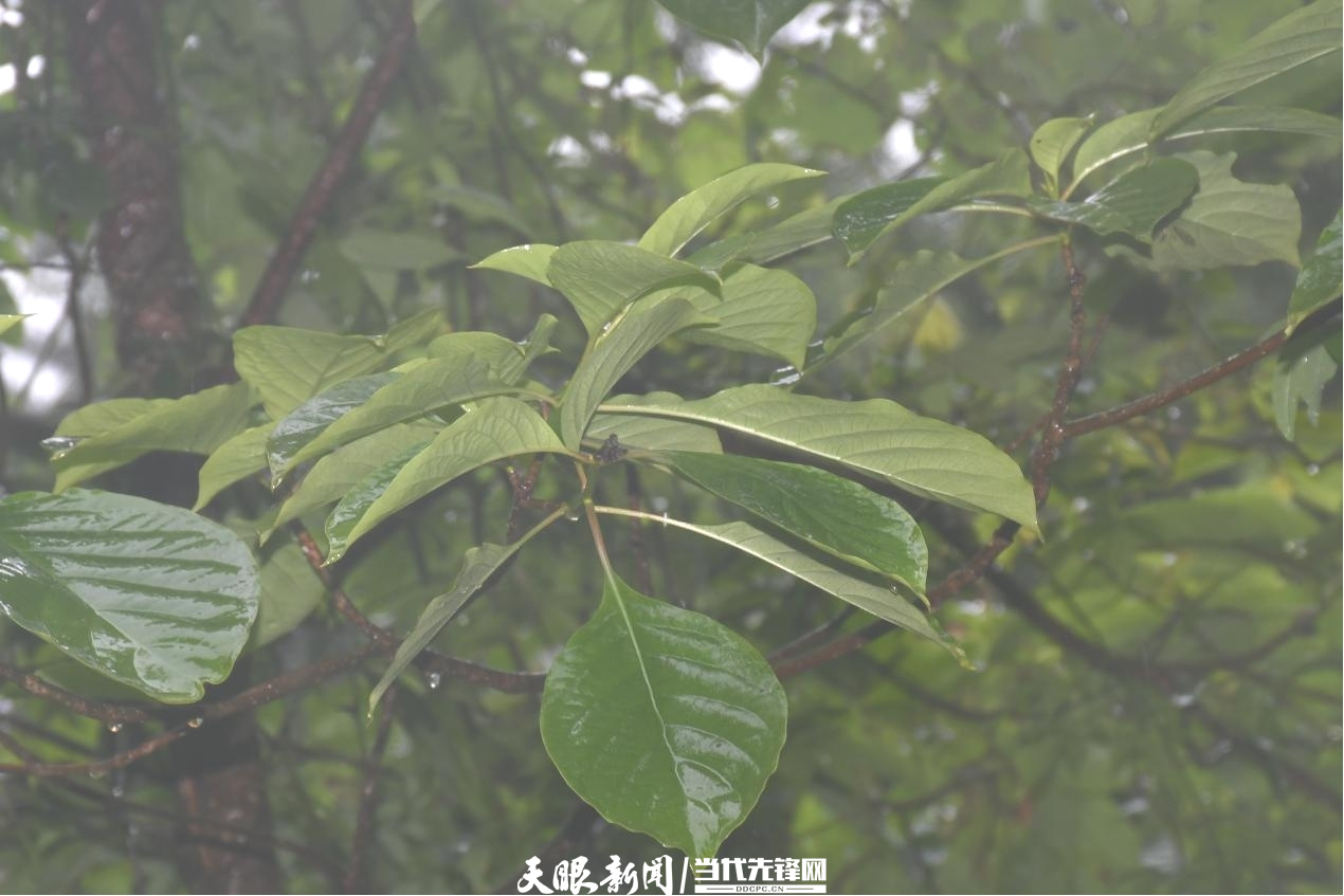 千园之城贵阳公园,千园之城贵阳绝美视频