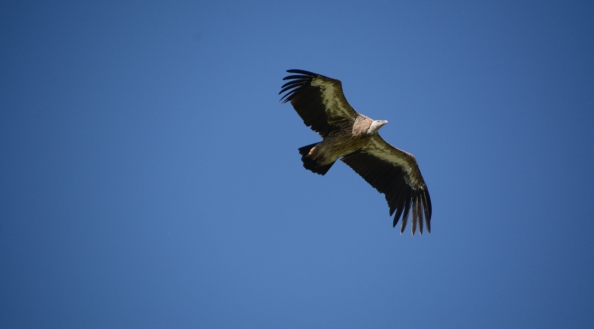 雪豹麦多,世界雪豹日特辑