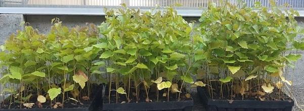 芬欧汇川常熟有限公司怎么样,芬欧汇川最新信息