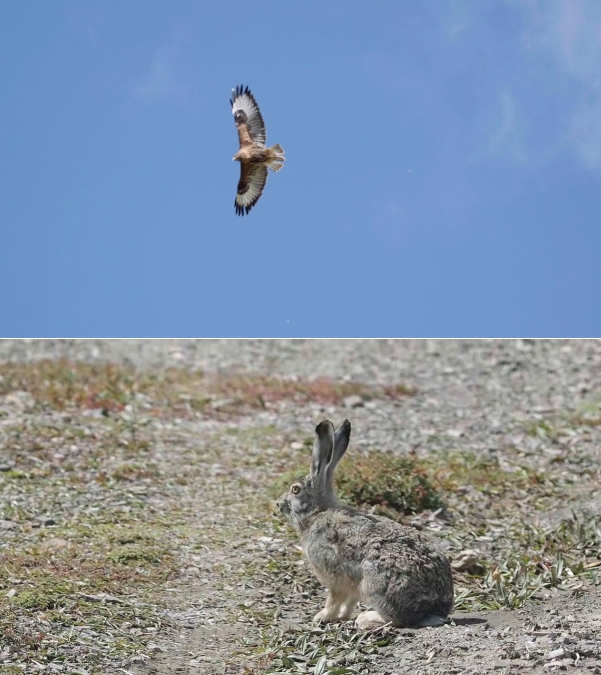 世界雪豹保护日,世界雪豹分布的国家数量