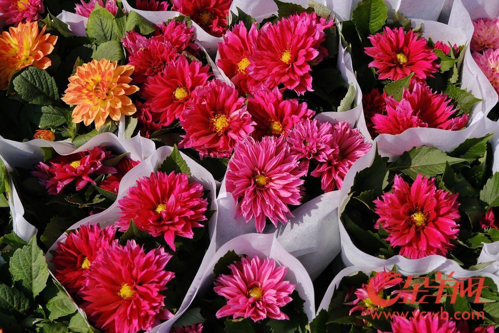 广州年花的品种名称价格,今年广州花卉市场行情