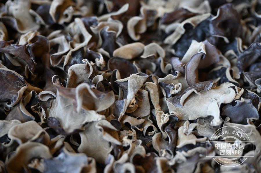 稻花香里说丰年丨汪清：小木耳撑起乡村振兴大产业