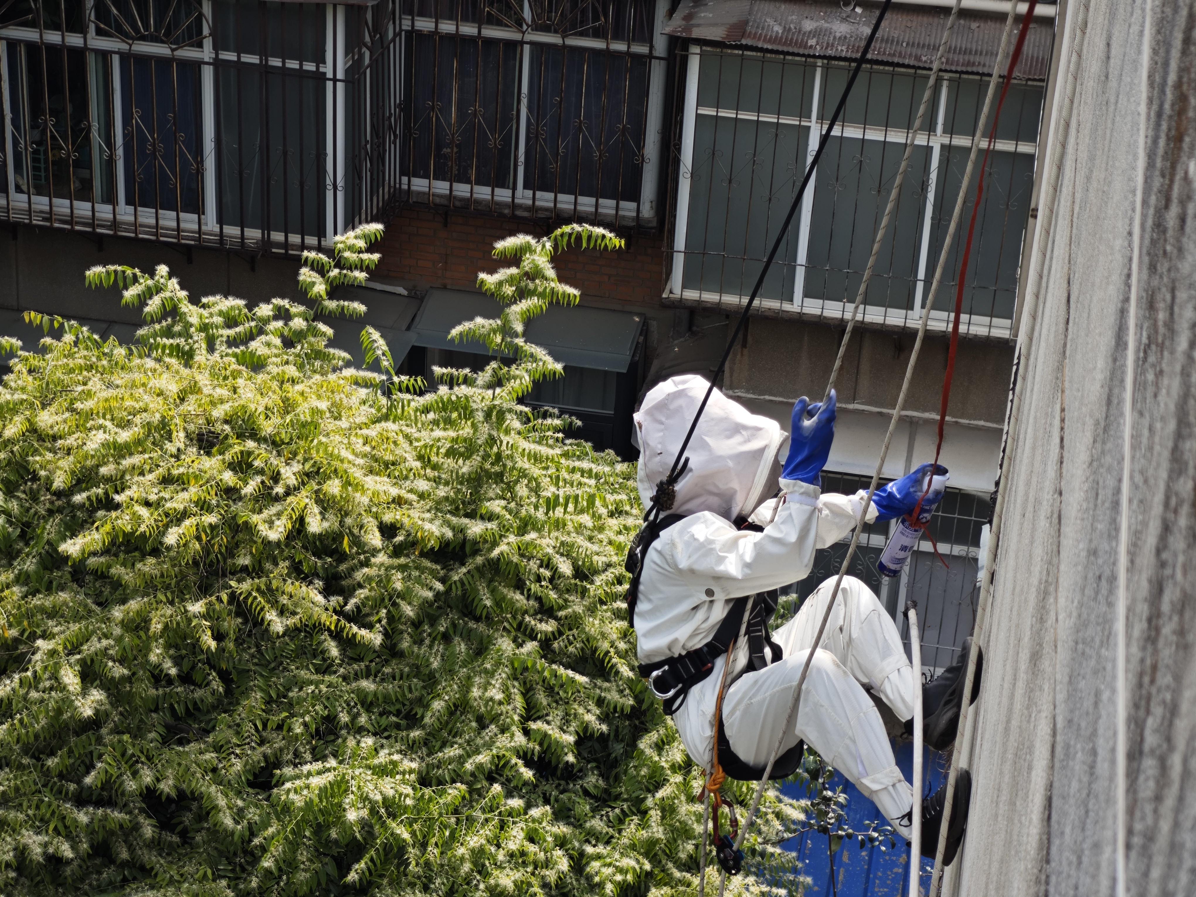 马蜂进家而且全部死掉,马蜂在油烟机管道里筑巢怎么办