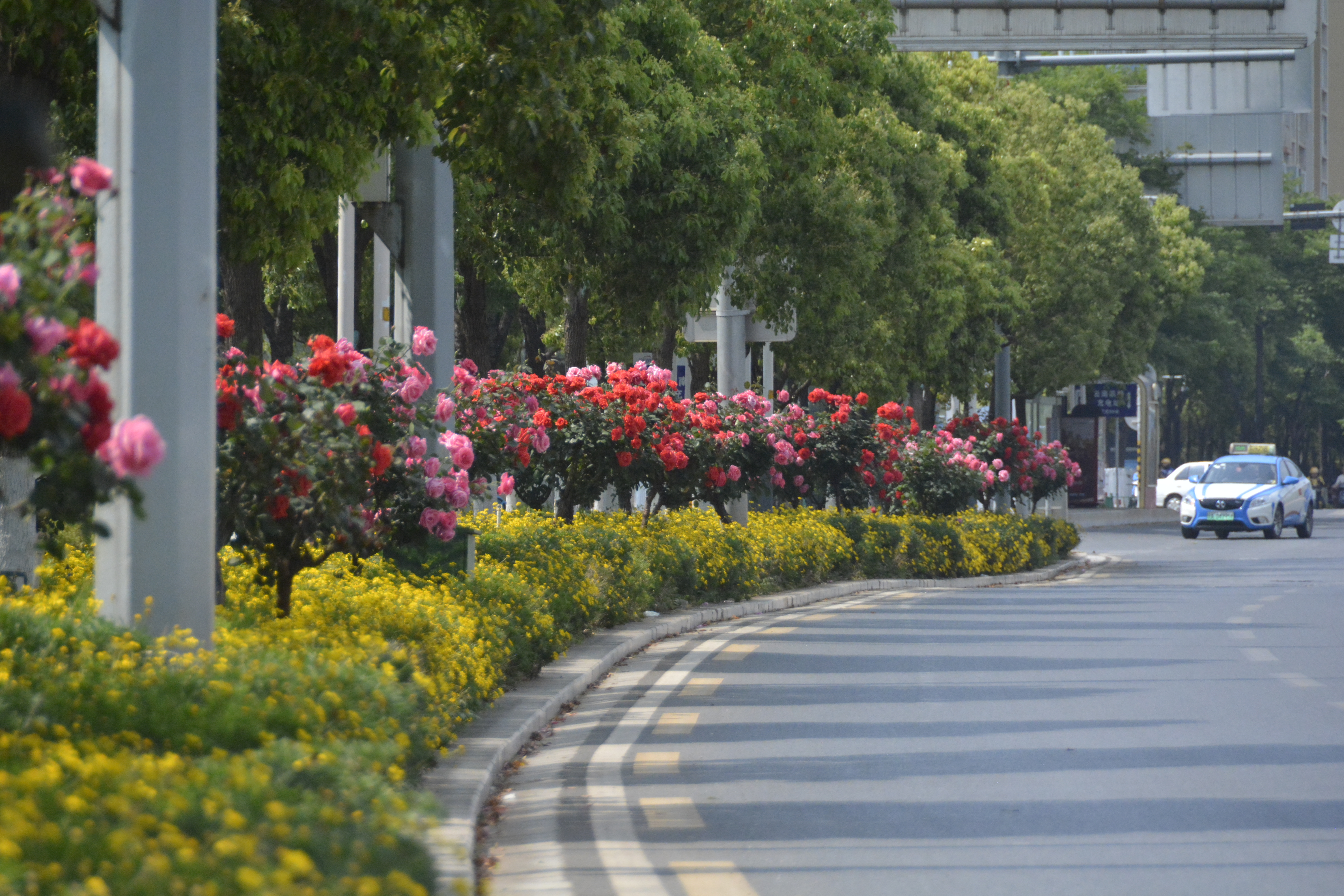 昆明绿化带开满鲜花,昆明的顶级绿化带