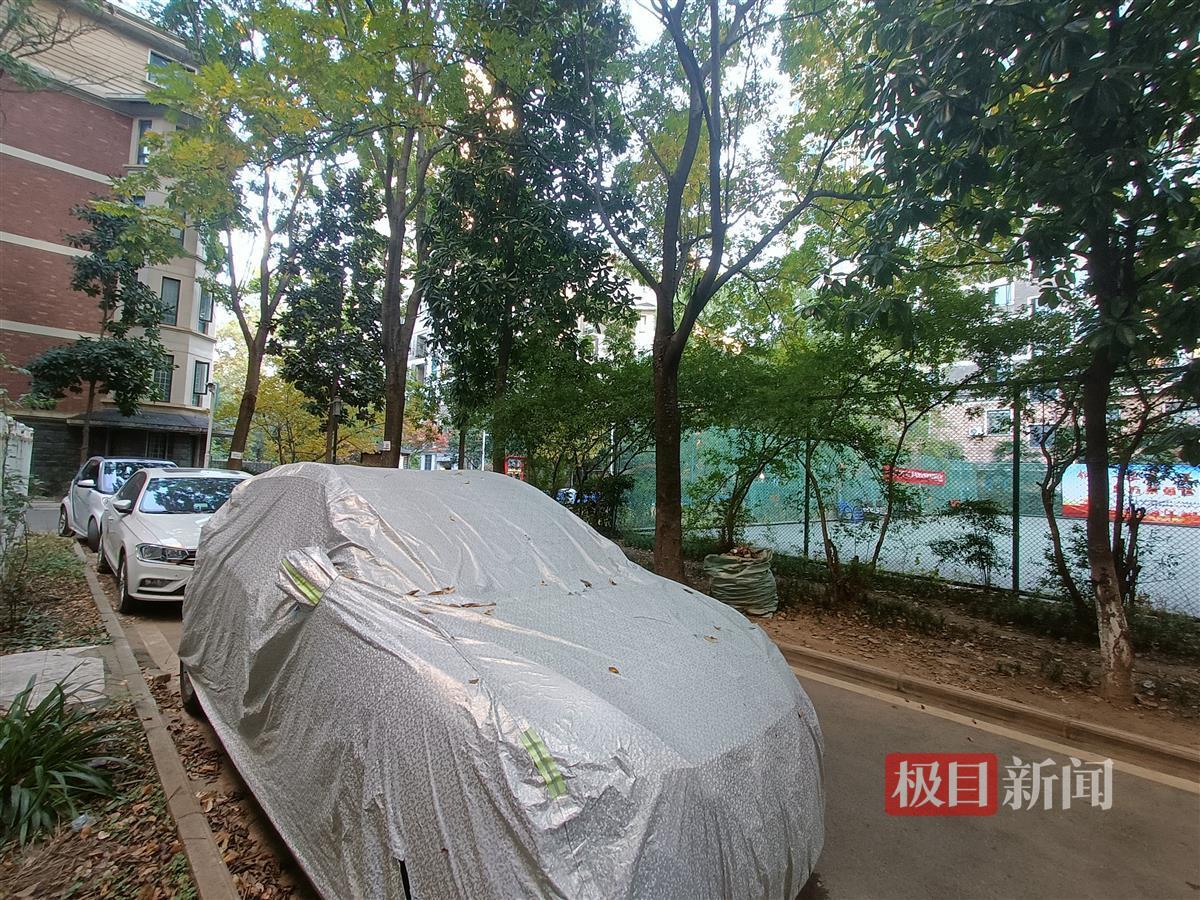 业主反映楼前树木遮阳光怎么处理,居民反映小区树木遮挡阳光