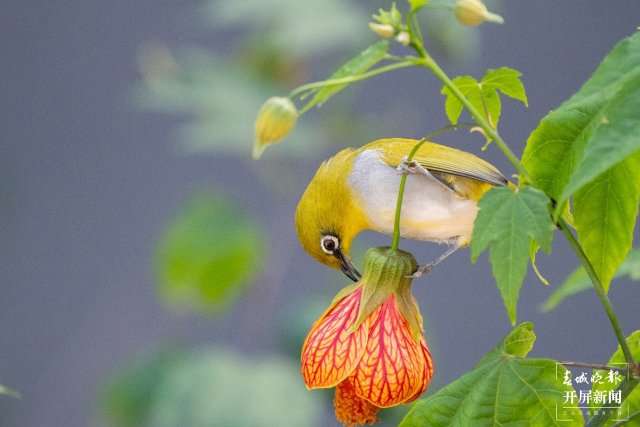 有一种叫云南的生活｜在曲靖，邂逅飞舞的精灵“绣眼鸟”