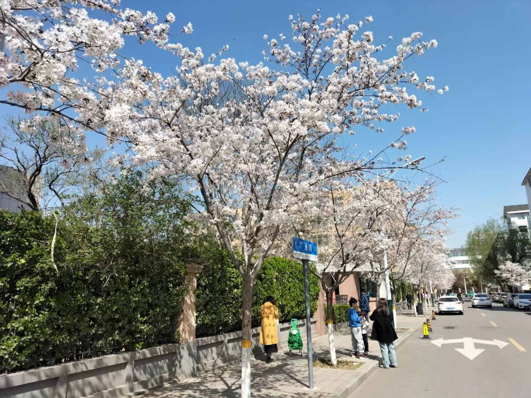 潍坊哪里的樱花最好,潍坊樱花大道在哪里