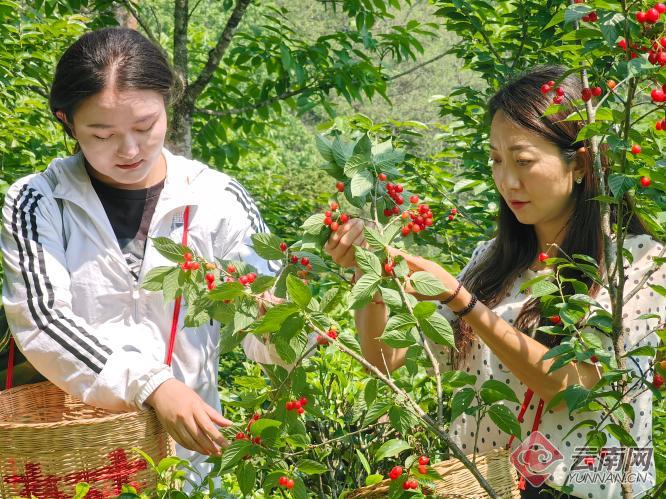 樱桃映红致富路怎么样,云南延伸产业链条拓宽脱贫致富路